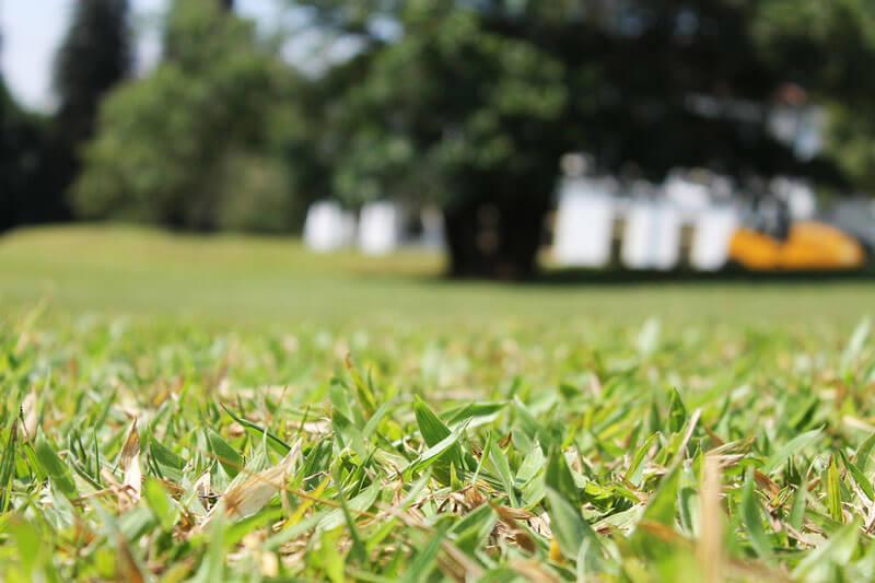 Green_Grass
