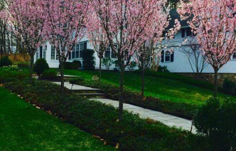 cherry blossom trees in garden design