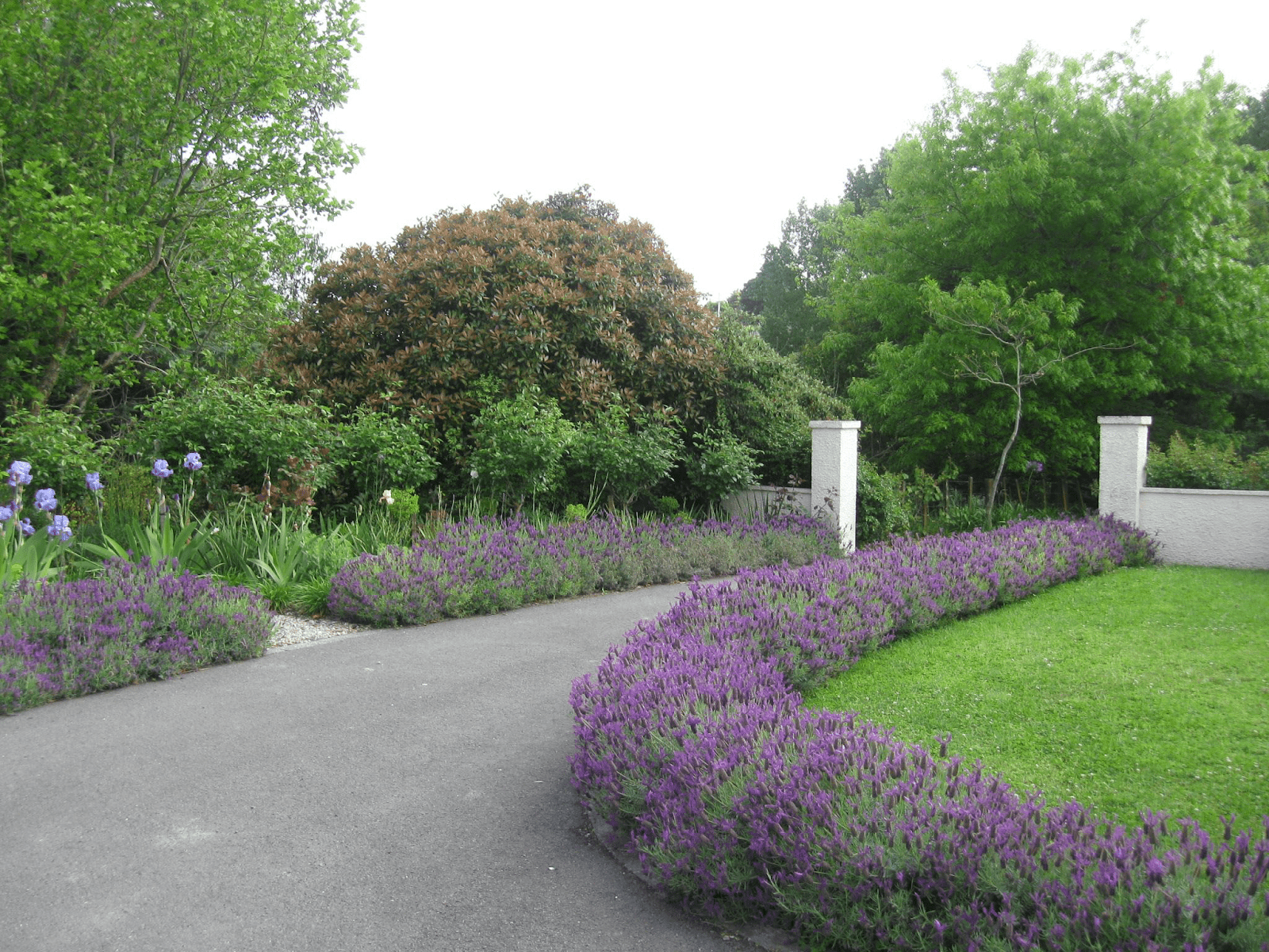 Lavender Bush Driveway Edging