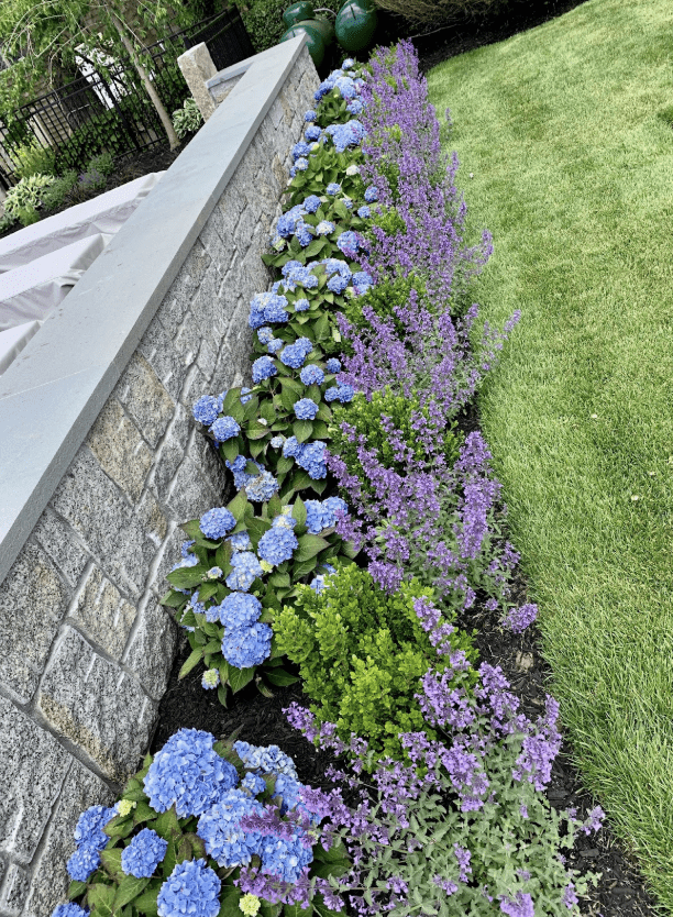 Annuals and Perennials